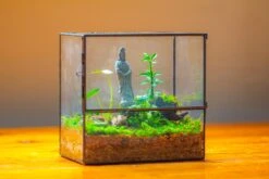 7x7 Inches Glass Terrarium With Side Door, For Moss -Terrarium Plant Hub IMG 1965 03935525 9d3e 4935 a8dd 784a513009cc