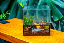 Handmade 7x7 Inches Watertight Glass Terrarium With Door, For Moss 36 Handmade 7x7 Inches Watertight Glass Terrarium With Door, For Moss -Terrarium Plant Hub IMG 1971