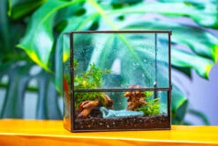 Handmade 7x7 Inches Watertight Glass Terrarium With Door, For Moss 37 Handmade 7x7 Inches Watertight Glass Terrarium With Door, For Moss -Terrarium Plant Hub IMG 1972