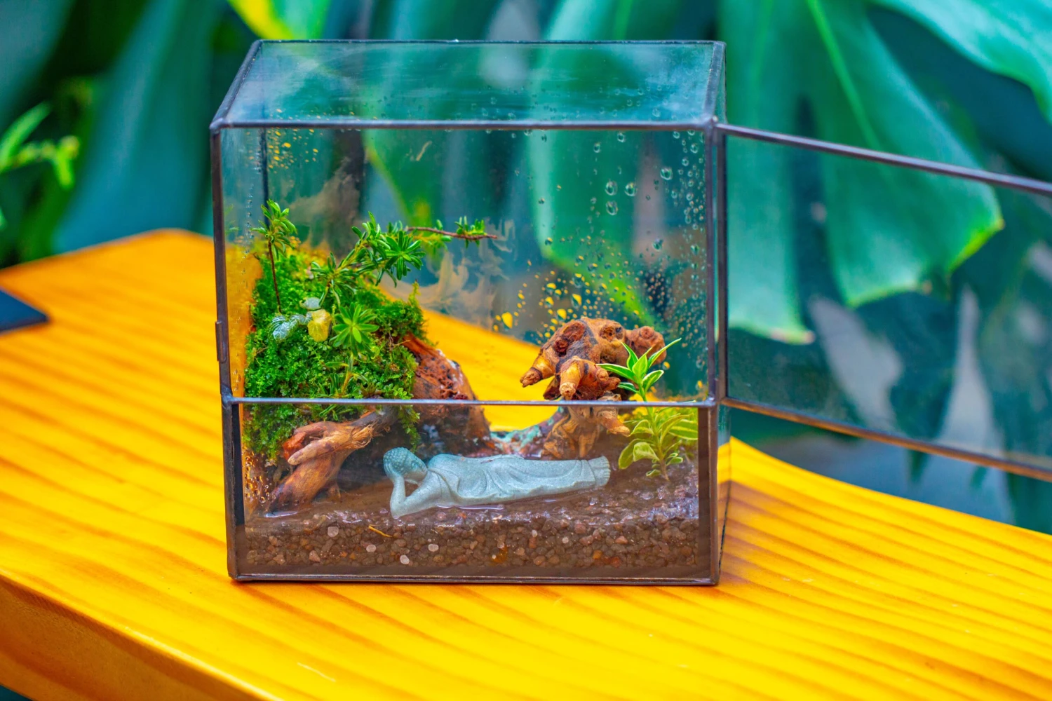 Handmade 7x7 Inches Watertight Glass Terrarium With Door, For Moss 20 Handmade 7x7 Inches Watertight Glass Terrarium With Door, For Moss - Image 18