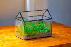 Handmade Close House-shaped Glass Terrarium Enclosure, With Acrylic Mesh Vent, For Jumping Spider, Snail Habitat, Terrarium Only -Terrarium Plant Hub IMG 2029