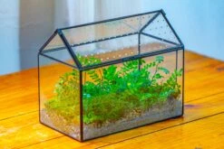 Handmade Close House-shaped Glass Terrarium Enclosure, With Acrylic Mesh Vent, For Jumping Spider, Snail Habitat, Terrarium Only -Terrarium Plant Hub IMG 2032 05c77694 0764 4dba 9ba8 e7affb29f781