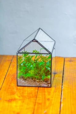 Handmade Close House-shaped Glass Terrarium Enclosure, With Acrylic Mesh Vent, For Jumping Spider, Snail Habitat, Terrarium Only -Terrarium Plant Hub IMG 2034 4 f1aa7f90 94dc 43a5 abce dca71b8d6ee5