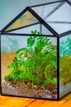 Handmade Close House-shaped Glass Terrarium Enclosure, With Acrylic Mesh Vent, For Jumping Spider, Snail Habitat, Terrarium Only -Terrarium Plant Hub IMG 2035 2 1fe1e77f 2971 47cd 994d 872b3b102f95