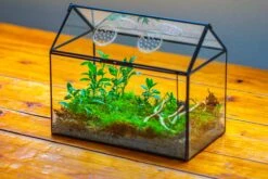 NCYP Handmade Geometric Glass Close Terrarium Box House Shape, Swing Lid Latch For Air Plants Moss Snail Reptile Habitat Vivarium -Terrarium Plant Hub IMG 2038