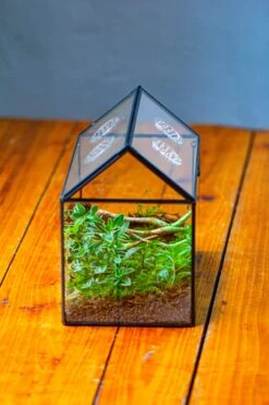 NCYP Handmade Geometric Glass Close Terrarium Box House Shape, Swing Lid Latch For Air Plants Moss Snail Reptile Habitat Vivarium -Terrarium Plant Hub IMG 2050 2