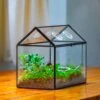 NCYP Handmade Geometric Glass Close Terrarium Box House Shape, Swing Lid Latch For Air Plants Moss Snail Reptile Habitat Vivarium 2 NCYP Handmade Geometric Glass Close Terrarium Box House Shape, Swing Lid Latch For Air Plants Moss Snail Reptile Habitat Vivarium -Terrarium Plant Hub IMG 2052 1