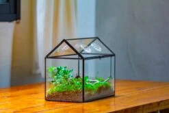 NCYP Handmade Geometric Glass Close Terrarium Box House Shape, Swing Lid Latch For Air Plants Moss Snail Reptile Habitat Vivarium -Terrarium Plant Hub IMG 2052 ec2336c0 909e 449a 8d8b 955c00e5ab59