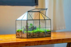 NCYP Glass Geometric Terrarium Tin-Sealed Brass Black House Shape Container With Grid And Swing Lid -Terrarium Plant Hub IMG 2054 183ea883 c334 498c bcbf 63a1b204af05