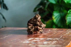 Natural Driftwood For Moss Terrarium, Miniature, Micro Landscape, Unique 12-65, Suitable For Both Live And Preserved Moss -Terrarium Plant Hub IMG 2056