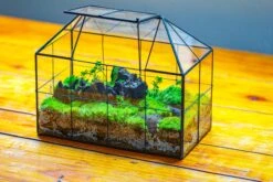 NCYP Glass Geometric Terrarium Tin-Sealed Brass Black House Shape Container With Grid And Swing Lid -Terrarium Plant Hub IMG 2058 eede7d7e c98a 4554 9929 ff2839c94c0b