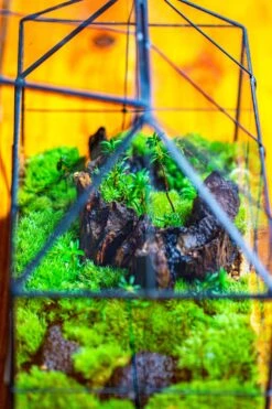 NCYP Glass Geometric Terrarium Tin-Sealed Brass Black House Shape Container With Grid And Swing Lid -Terrarium Plant Hub IMG 2060 4a239794 b3f7 4f8a 933c cd6cf285ef21