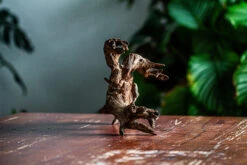 Natural Driftwood For Moss Terrarium, Miniature, Micro Landscape, Unique 12-64, Suitable For Both Live And Preserved Moss -Terrarium Plant Hub IMG 2061