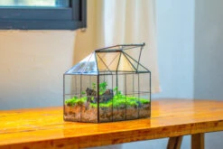 NCYP Glass Geometric Terrarium Tin-Sealed Brass Black House Shape Container With Grid And Swing Lid -Terrarium Plant Hub IMG 2069 577fbfe0 b0e3 411a bf75 dd01ae7b26ec
