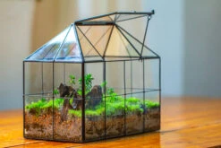 NCYP Glass Geometric Terrarium Tin-Sealed Brass Black House Shape Container With Grid And Swing Lid -Terrarium Plant Hub IMG 2070 5000f96c 971d 4691 8bfb 94f87160dff2
