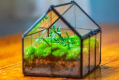 NCYP Mini Glass Terrarium With Lid House Shape Closed Planter Pot For Small Cactus, Succulents Plant -Terrarium Plant Hub IMG 2071 b447794d 90f7 4339 9293 7a13aa4c2729