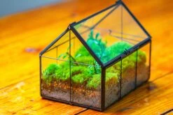 NCYP Mini Glass Terrarium With Lid House Shape Closed Planter Pot For Small Cactus, Succulents Plant -Terrarium Plant Hub IMG 2072 50b055fe 23fd 42ac 9dd6 bb154fe8dc0c