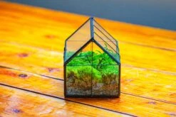 NCYP Mini Glass Terrarium With Lid House Shape Closed Planter Pot For Small Cactus, Succulents Plant -Terrarium Plant Hub IMG 2075 6fd83ae0 0fc2 4afc a657 b3f23f85cf9a