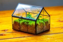 NCYP Mini Glass Terrarium With Lid House Shape Closed Planter Pot For Small Cactus, Succulents Plant -Terrarium Plant Hub IMG 2078 aebf7155 2521 46fe 8ced 1bc6f10aef33