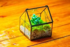 Handmade Glass And Tin Close Mini House Shape Close Terrarium For Moss, Succulents, Drosera -Terrarium Plant Hub IMG 2097 ab1026a1 ede3 4bdf 982d 2d62899f64fb