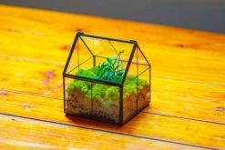 Handmade Glass And Tin Close Mini House Shape Close Terrarium For Moss, Succulents, Drosera -Terrarium Plant Hub IMG 2098 ac875a03 748c 455e 9690 8015ad4e8225