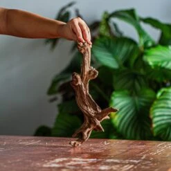 Natural Driftwood For Moss Terrarium, Miniature, Micro Landscape, Unique 12-44, Suitable For Both Live And Preserved Moss -Terrarium Plant Hub IMG 2099