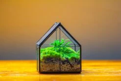 Handmade Glass And Tin Close Mini House Shape Close Terrarium For Moss, Succulents, Drosera -Terrarium Plant Hub IMG 2105 d89f5b9f b8ea 4d3c aeb7 42848fa57896