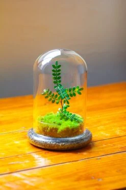 Cloche With Base 20CM Glass Dome / Round Head Glass Cloche Dome Cover Terrarium Container With Without Airhole For Venus Flytrap -Terrarium Plant Hub IMG 2107 c7b6a00c eb3d 45ca bec5 a62d0b413030