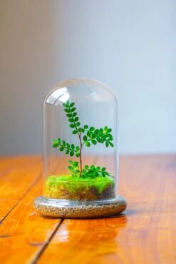 Cloche With Base 20CM Glass Dome / Round Head Glass Cloche Dome Cover Terrarium Container With Without Airhole For Venus Flytrap -Terrarium Plant Hub IMG 2109 00888fce 054c 4f9b 8f32 d468aa6e0000