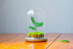 Cloche With Base 20CM Glass Dome / Round Head Glass Cloche Dome Cover Terrarium Container With Without Airhole For Venus Flytrap -Terrarium Plant Hub IMG 2112 8e1b7cd4 5b13 4a15 a920 402f5e880568