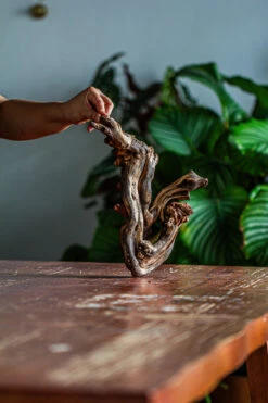 Natural Driftwood For Moss Terrarium, Miniature, Micro Landscape, Unique 12-60, Suitable For Both Live And Preserved Moss -Terrarium Plant Hub IMG 2113