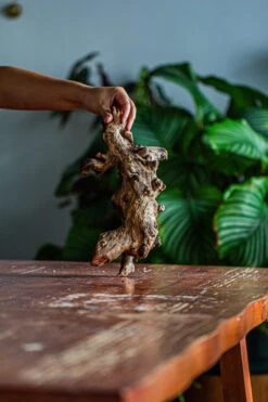 Natural Driftwood For Moss Terrarium, Miniature, Micro Landscape, Unique 12-62, Suitable For Both Live And Preserved Moss -Terrarium Plant Hub IMG 2117