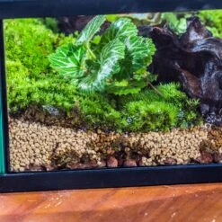 Basic Moss Terrarium Planting KIT, Suitable For Terrarium, Moss, Fern, Orchid, Begonia, Small Tropical -Terrarium Plant Hub IMG 2133