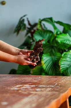 Natural Driftwood For Moss Terrarium, Miniature, Micro Landscape, Unique 12-42, Suitable For Both Live And Preserved Moss -Terrarium Plant Hub IMG 2137