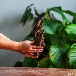 Natural Driftwood For Moss Terrarium, Miniature, Micro Landscape, Unique 12-42, Suitable For Both Live And Preserved Moss -Terrarium Plant Hub IMG 2138