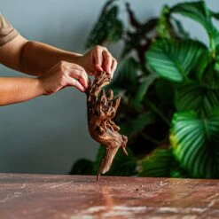 Natural Driftwood For Moss Terrarium, Miniature, Micro Landscape, Unique 12-35, Suitable For Both Live And Preserved Moss -Terrarium Plant Hub IMG 2152