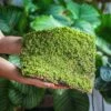 29x30cm Live Dry Hypnum Plumaeforme Wils. Moss For Open Terrarium. Moss Ball -Terrarium Plant Hub IMG 2160
