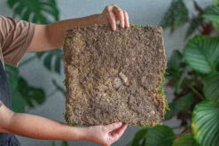 29x30cm Live Dry Hypnum Plumaeforme Wils. Moss For Open Terrarium. Moss Ball -Terrarium Plant Hub IMG 2162