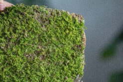 29x30cm Live Dry Hypnum Plumaeforme Wils. Moss For Open Terrarium. Moss Ball -Terrarium Plant Hub IMG 2164