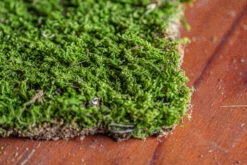 29x30cm Live Dry Hypnum Plumaeforme Wils. Moss For Open Terrarium. Moss Ball -Terrarium Plant Hub IMG 2165