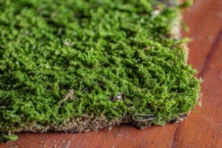 29x30cm Live Dry Hypnum Plumaeforme Wils. Moss For Open Terrarium. Moss Ball -Terrarium Plant Hub IMG 2166