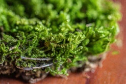 29x30cm Live Dry Hypnum Plumaeforme Wils. Moss For Open Terrarium. Moss Ball -Terrarium Plant Hub IMG 2167