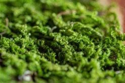 29x30cm Live Dry Hypnum Plumaeforme Wils. Moss For Open Terrarium. Moss Ball -Terrarium Plant Hub IMG 2168