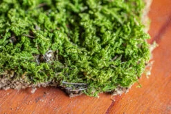 29x30cm Live Dry Hypnum Plumaeforme Wils. Moss For Open Terrarium. Moss Ball -Terrarium Plant Hub IMG 2170