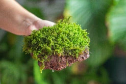 29x30cm Live Dry Hypnum Plumaeforme Wils. Moss For Open Terrarium. Moss Ball -Terrarium Plant Hub IMG 2173