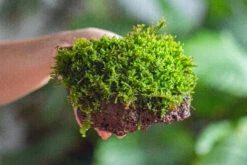 29x30cm Live Dry Hypnum Plumaeforme Wils. Moss For Open Terrarium. Moss Ball -Terrarium Plant Hub IMG 2174
