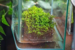 29x30cm Live Dry Hypnum Plumaeforme Wils. Moss For Open Terrarium. Moss Ball -Terrarium Plant Hub IMG 2175
