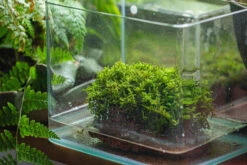 29x30cm Live Dry Hypnum Plumaeforme Wils. Moss For Open Terrarium. Moss Ball -Terrarium Plant Hub IMG 2176