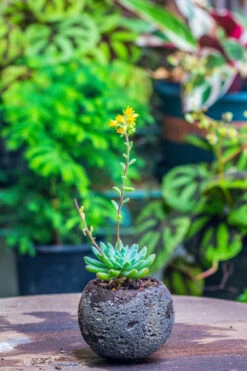 3 Units 8cm / 3.1" Round Black Horticultural Lava Rock Volcanic Rock Planter For Succulents, Moss, Tropical Palants, Terrariums -Terrarium Plant Hub IMG 2193 2