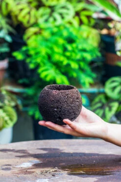 DIY Set 9cm / 3.5" Round Horticultural Lava Rock Volcanic Rock Planter And Moss Building Kit -Terrarium Plant Hub IMG 2197 cdecb603 f464 47d3 bc05 216874e850ac